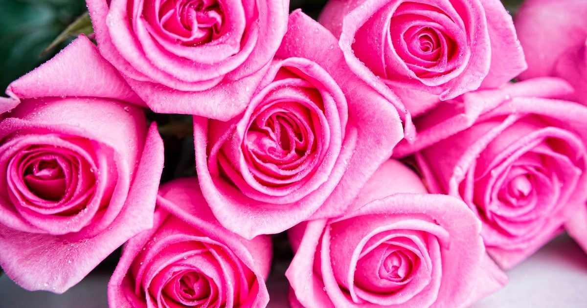 Pink Rose Meaning Banner