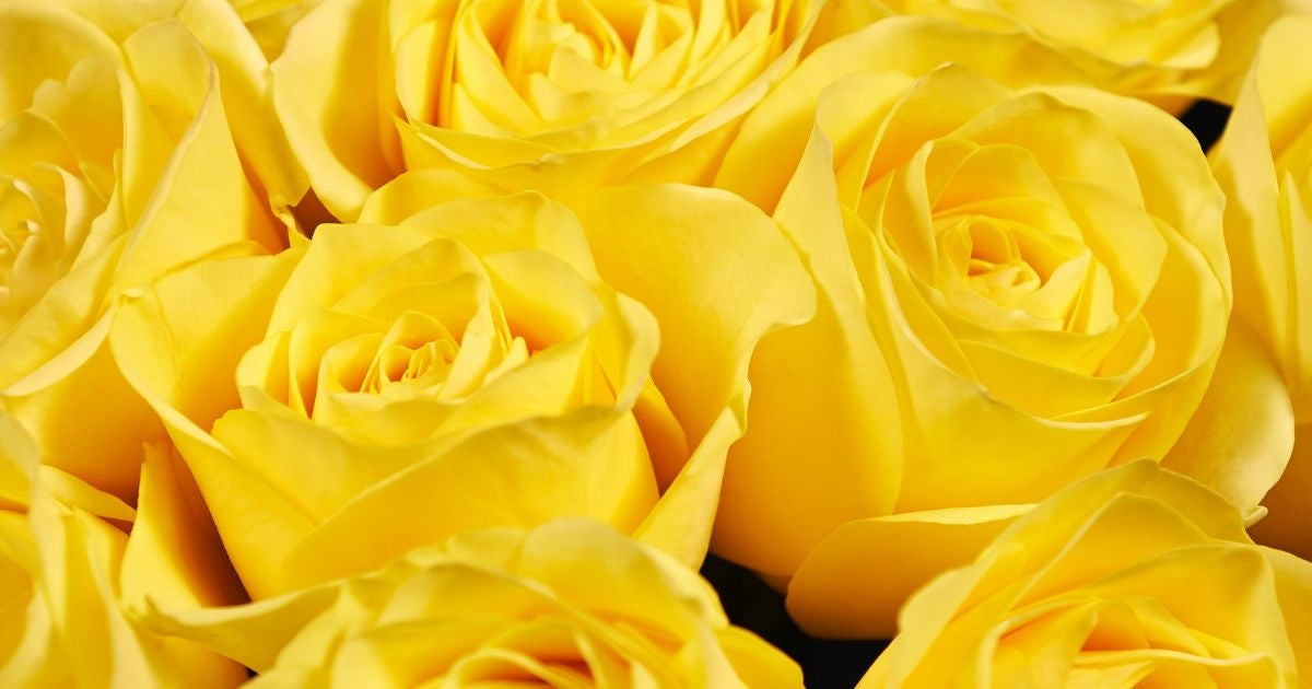 Yellow Rose Meaning Banner