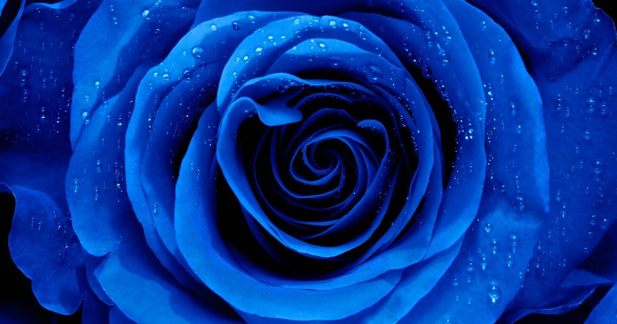 Blue Rose Meaning Banner