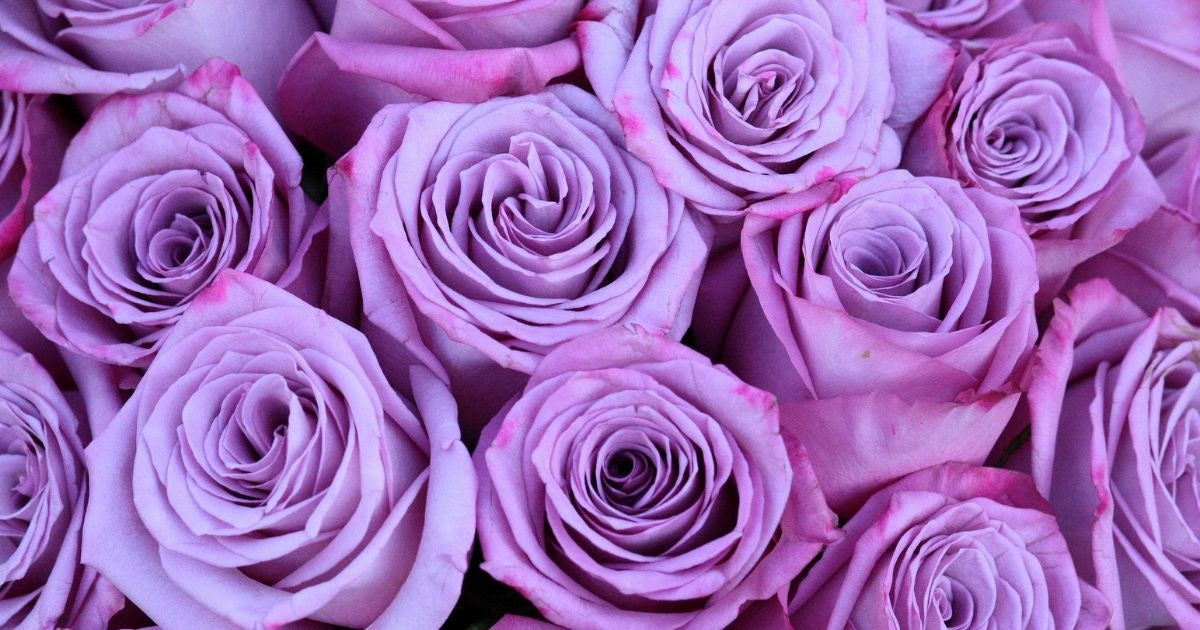 Purple Rose Meaning Banner