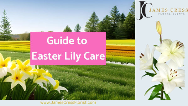 Guide to Easter Lily Flower Care
