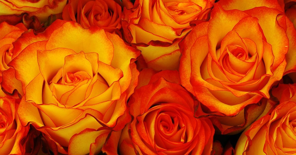 Orange Roses