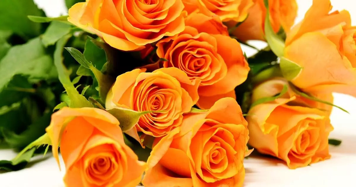 Orange roses meaning