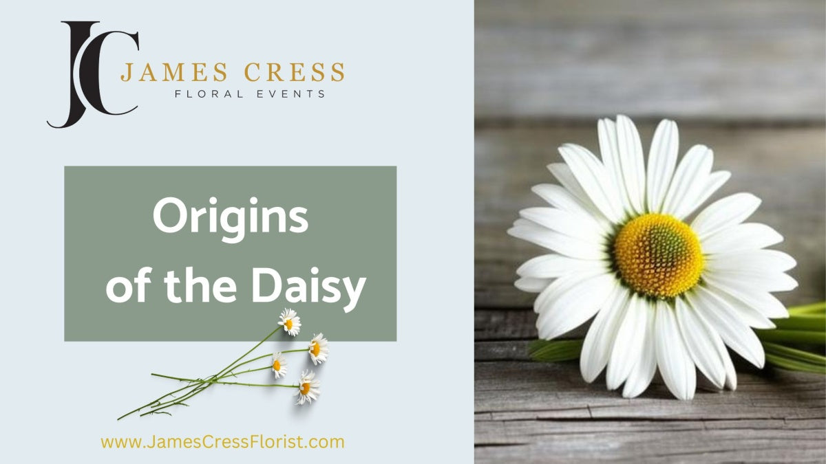 Example image of what daisy flowers look like.