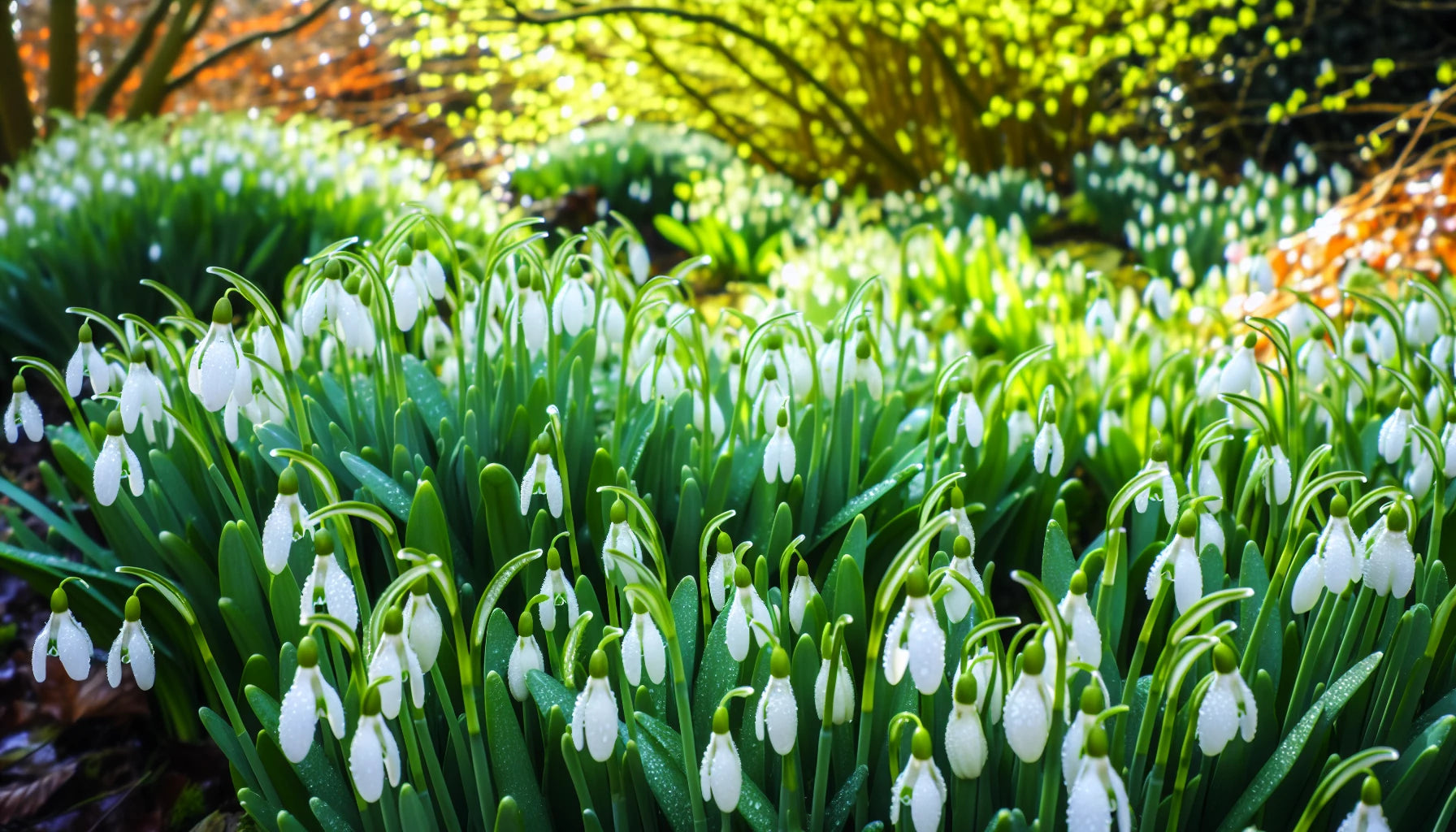 Snowdrop flowers in a garden