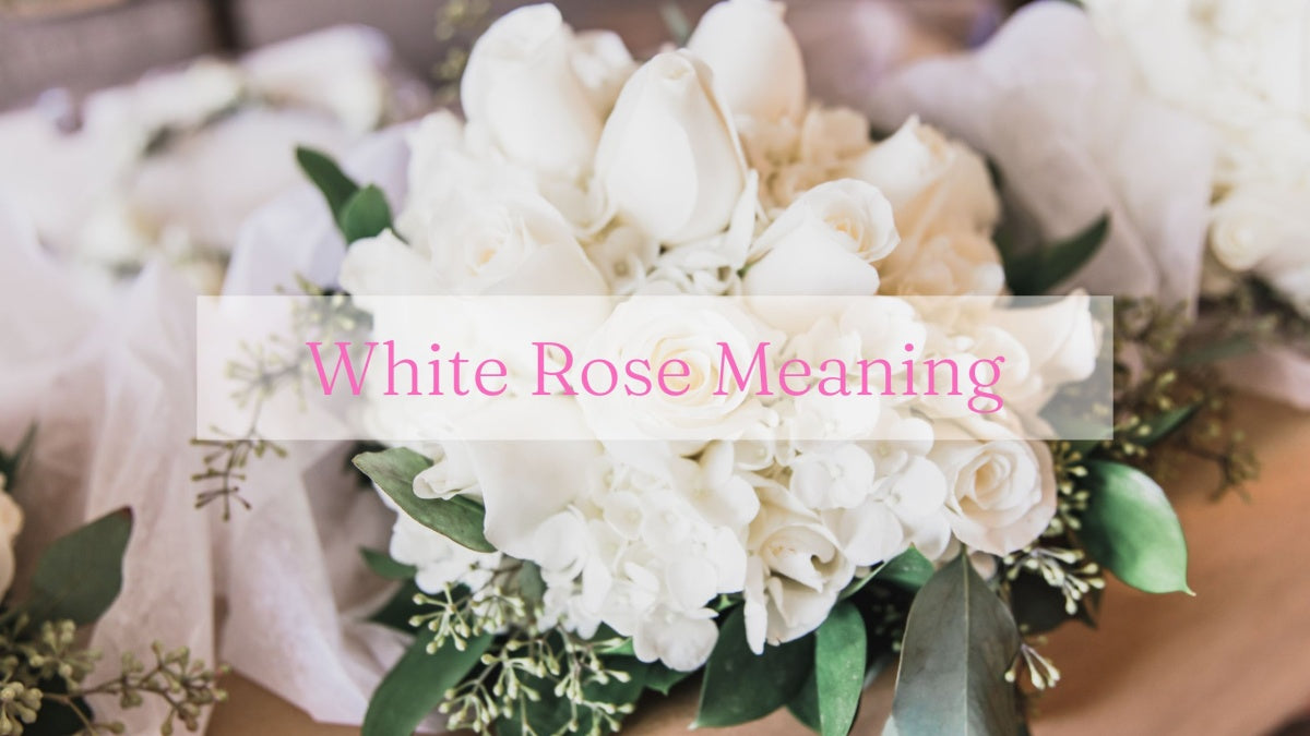 White Rose Meaning