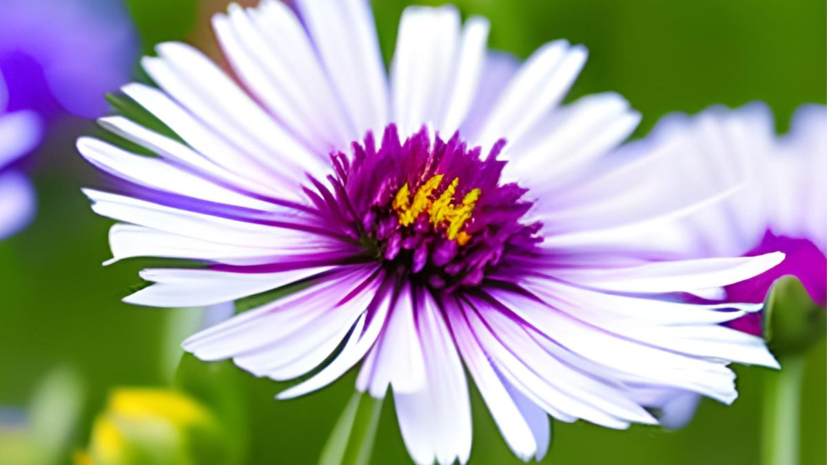 Aster Flower