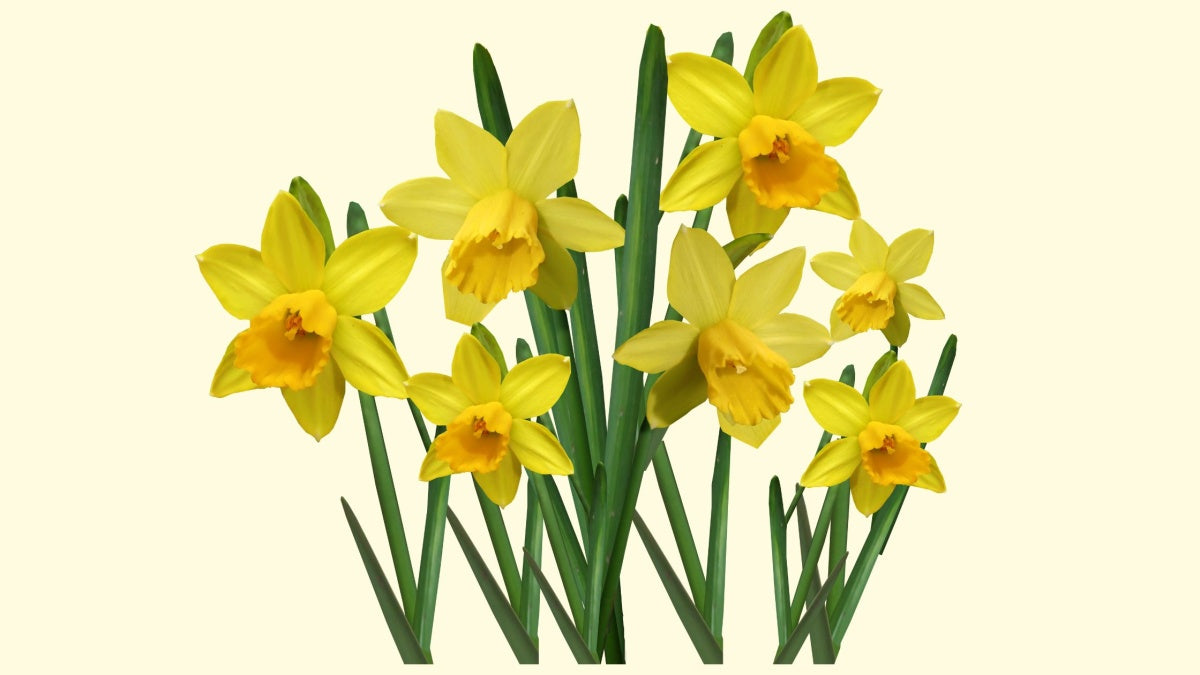 Vibrant yellow daffodils in full bloom, symbolizing the arrival of spring.