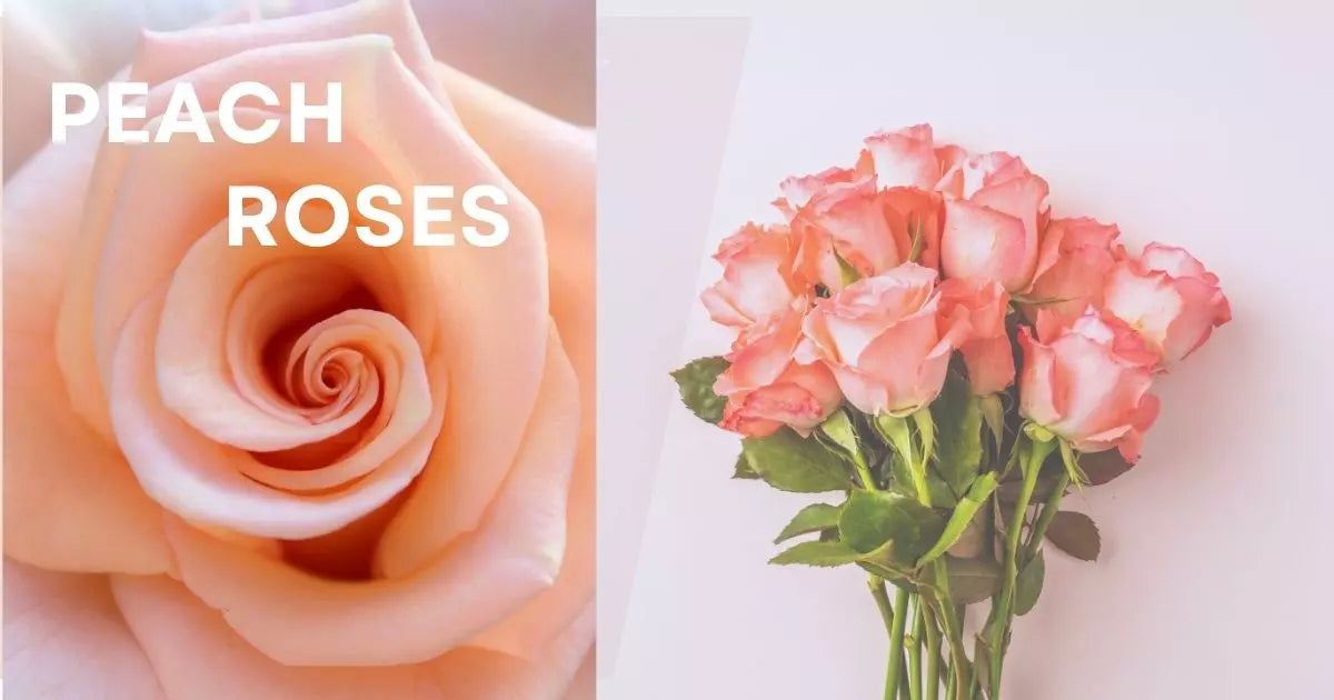 peach color roses