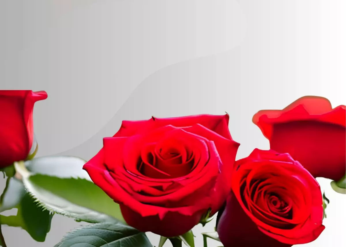 red roses mothers day rose meaning
