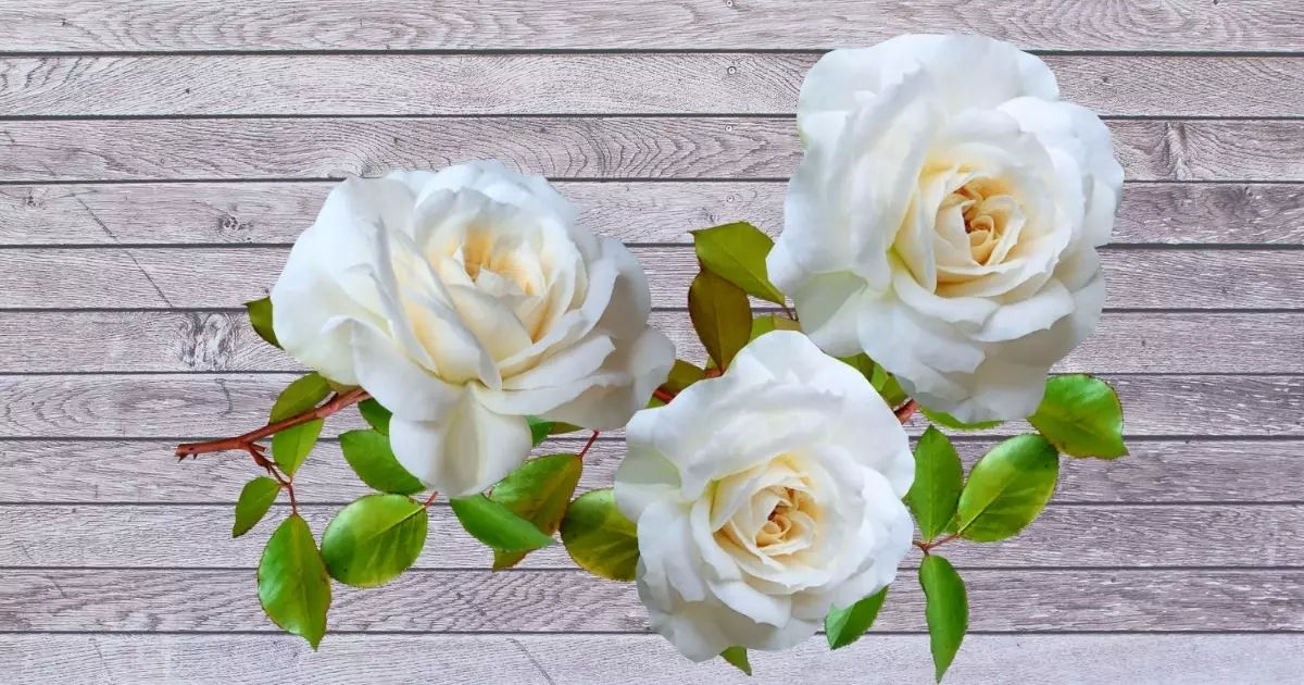 three white roses
