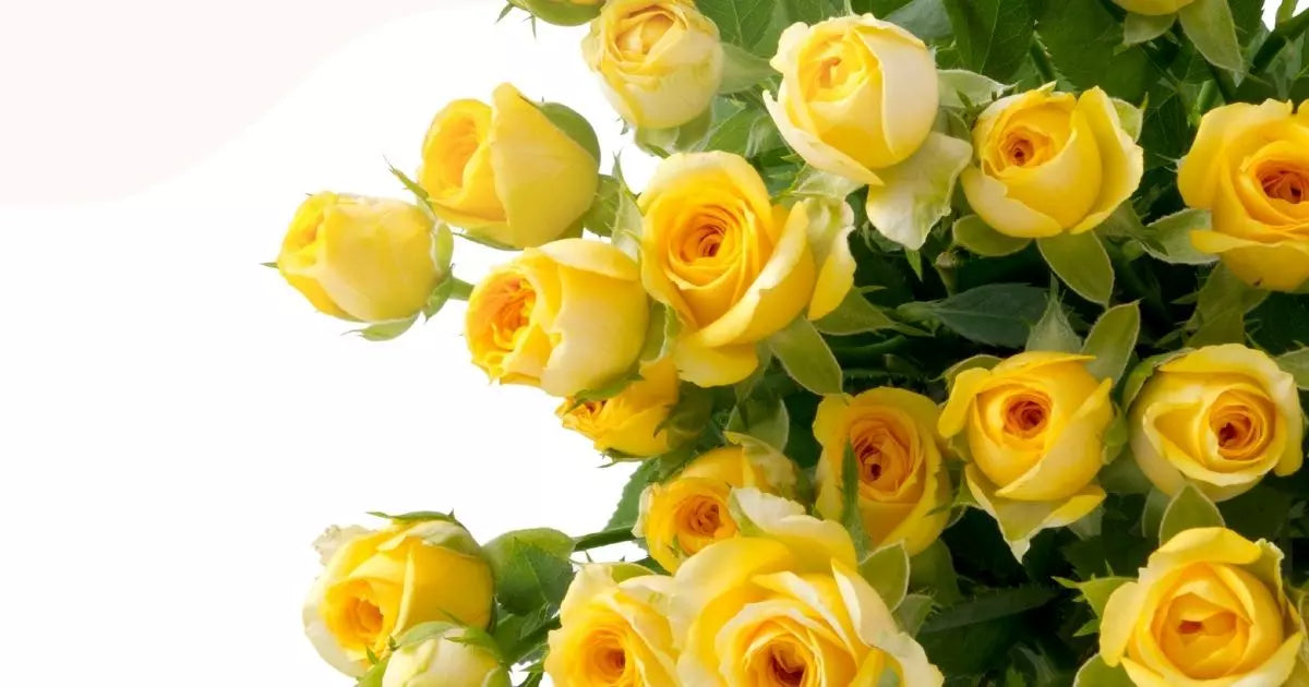 yellow roses for mothers day