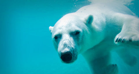 Benefits of Cold Immersion - Polar Bear