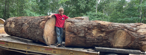 large sycamore logs