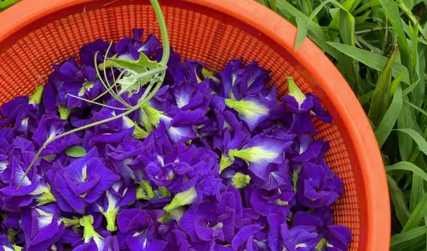 Blue Butterfly Pea Flower