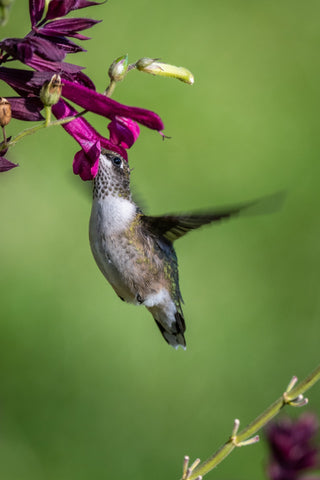 Attract and Feed Hummingbirds