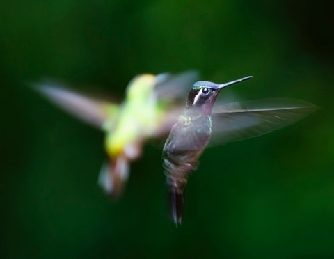 How-To-Attract-Hummingbirds