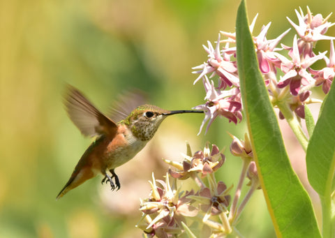 Migration Pattern of Hummingbirds