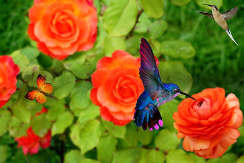 Best Flowers and Plants for Attracting Hummingbirds