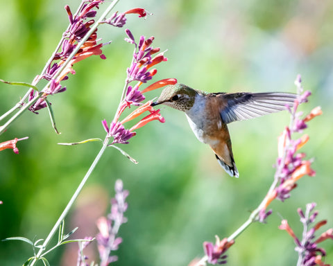 Hummingbird Types