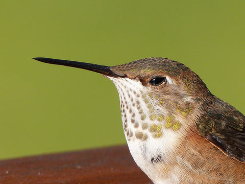Hummingbirds Facts