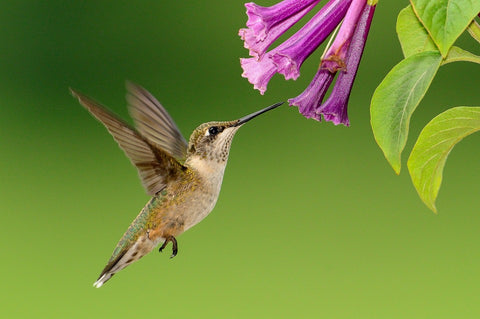 Facts about Hummingbirds