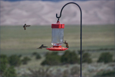 Hummingbird nectar at home
