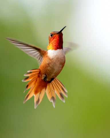 Hummingbirds and How Long Do They Live