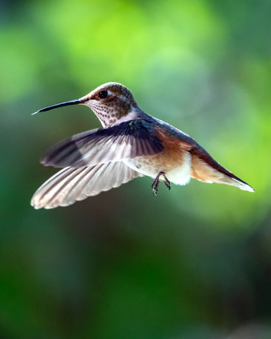 Hummingbirds and How to Attract Them