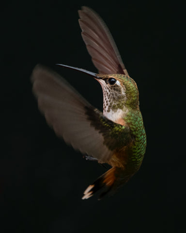 Hummingbirds and Where They Go In the Winter