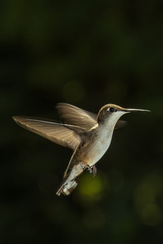 How Fast Can A Hummingbird Fly