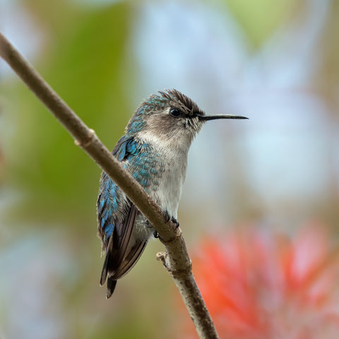 Smallest Hummingbird