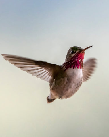 Where Do Hummingbirds Go in Winter Time