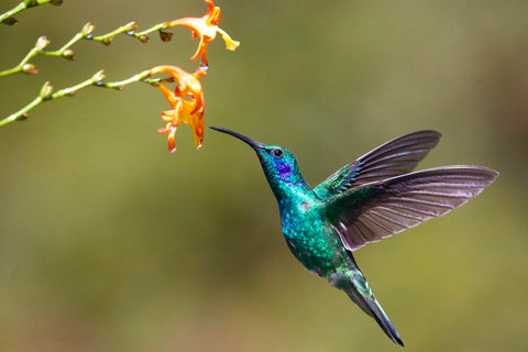 hummingbird eating