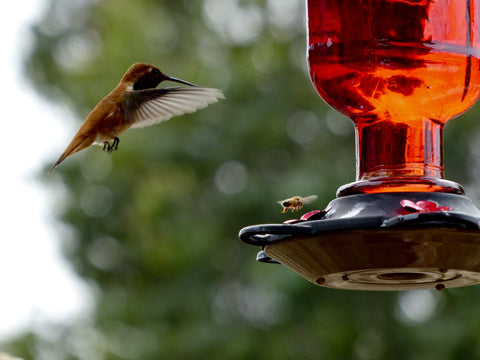 When To Take Down Hummingbird Feeders