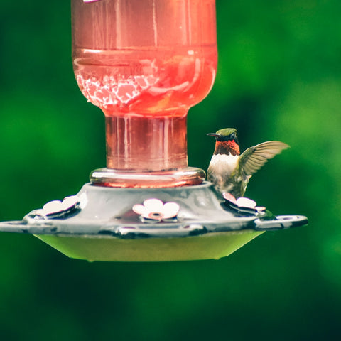 Where To Hang Hummingbird Feeder