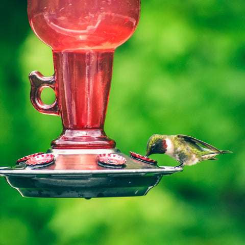 How To Clean Hummingbird Feeder