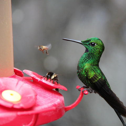 How to Keep Wasps Away From Hummingbird Feeder