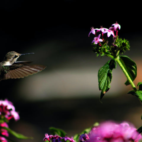 What Is The Lifespan Of A Hummingbird
