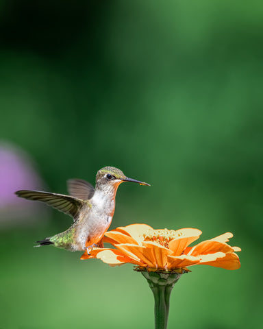 Resting Hummingbird
