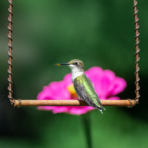 Hummingbird Resting