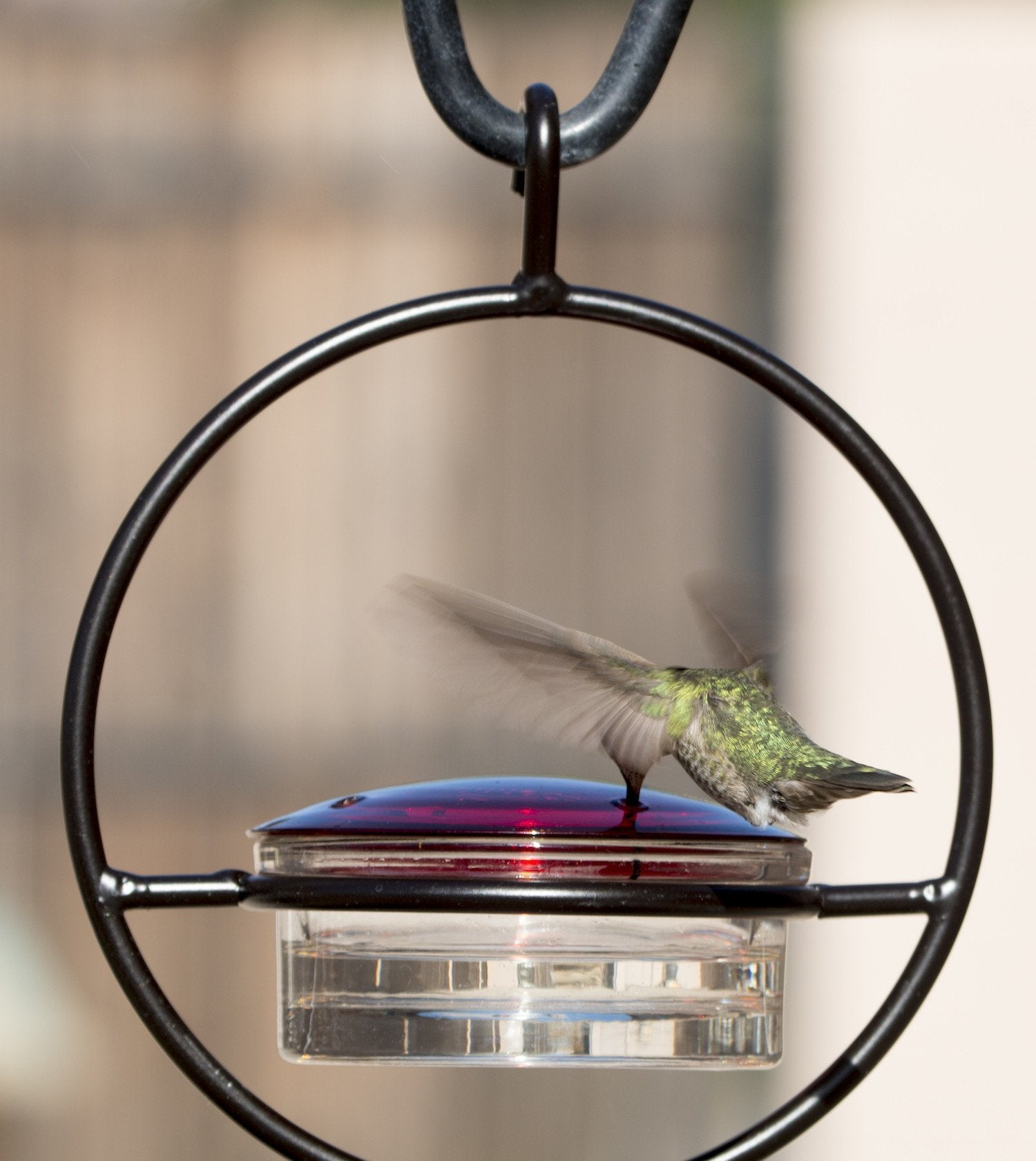 where to hang hummingbird feeder