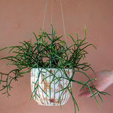 Striation - Lg Rounded Hanging Planter