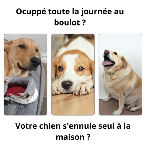 occupe-boulot-DOGGYBALLAUTO