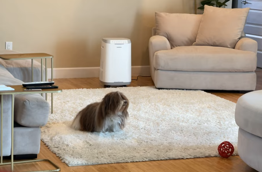 Dog Safely Enjoying Home with NuWave OxyPure Zero Air Purifier in Action