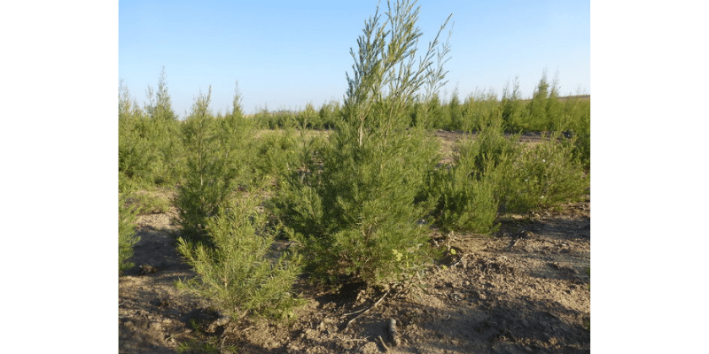 Aspalathus linearis rooibos plant