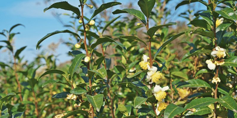 Camellia sinensis met bloemen