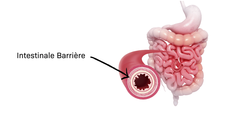 Intestinal Barrier