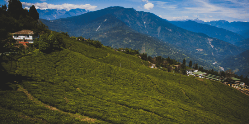 assam tea plantation