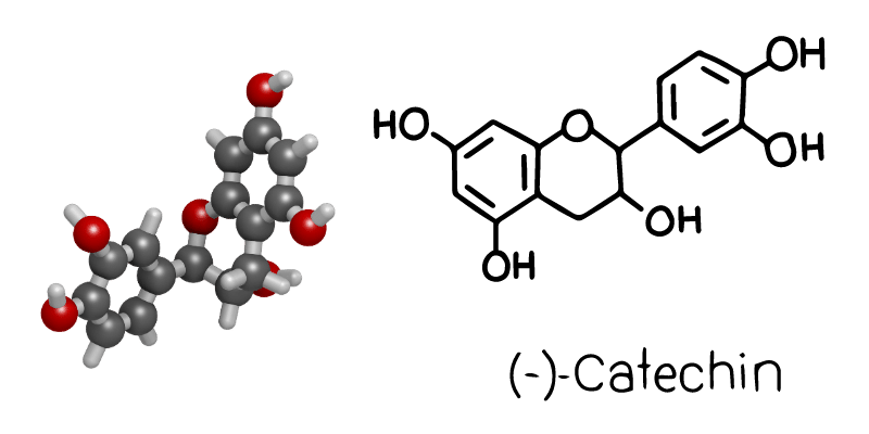 catechins